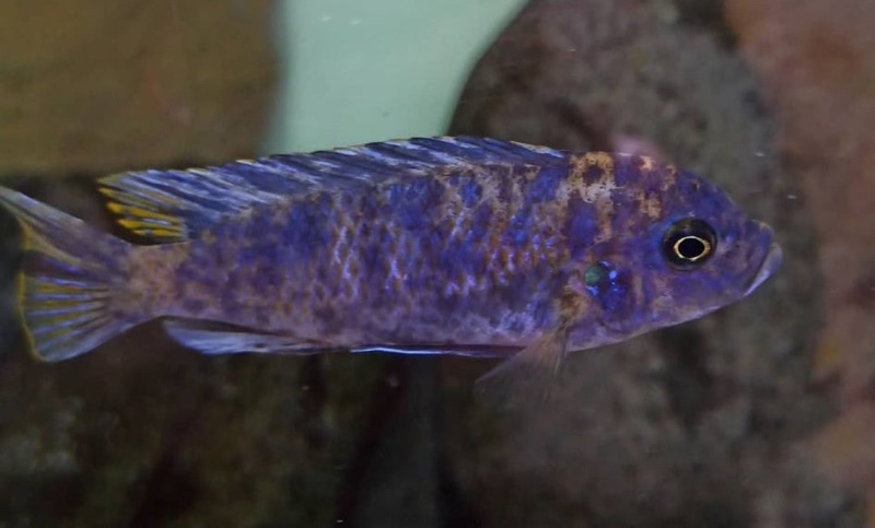 Maylandia zebra 'Chiwi Rocks'